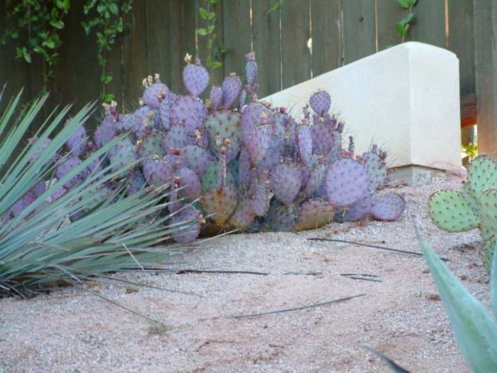 Opuntia violacea var.macrocentra