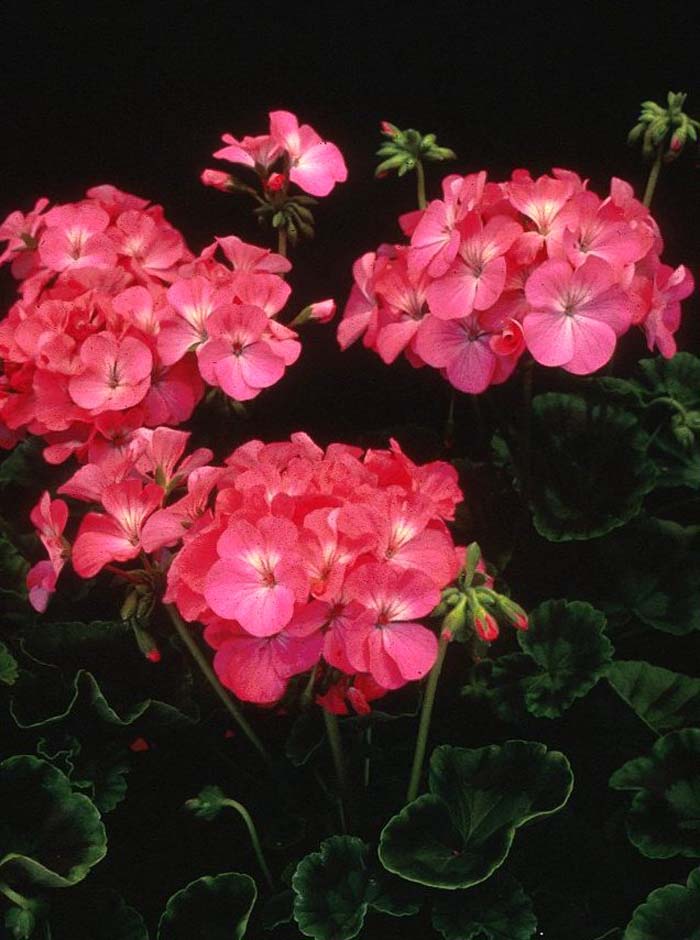 Geranium