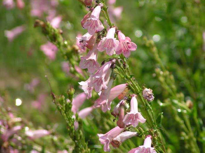 Penstemon hybrids 'Apple Blossom'