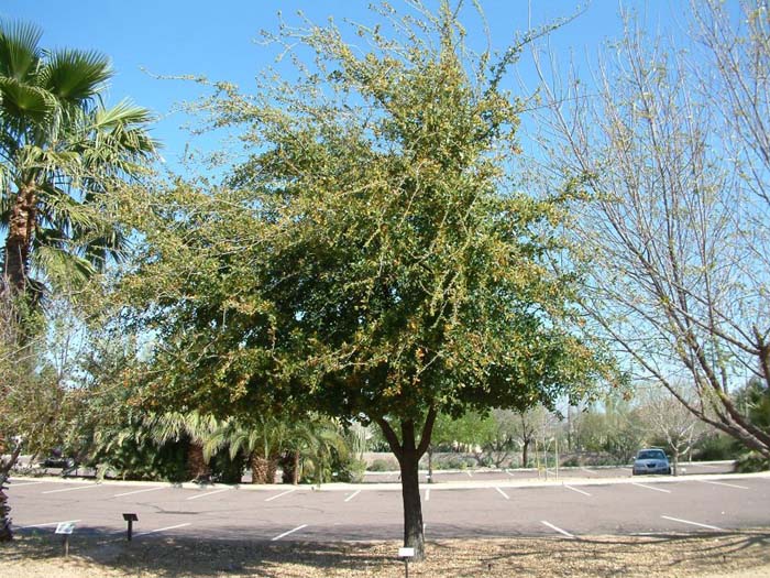 Quercus virginiana