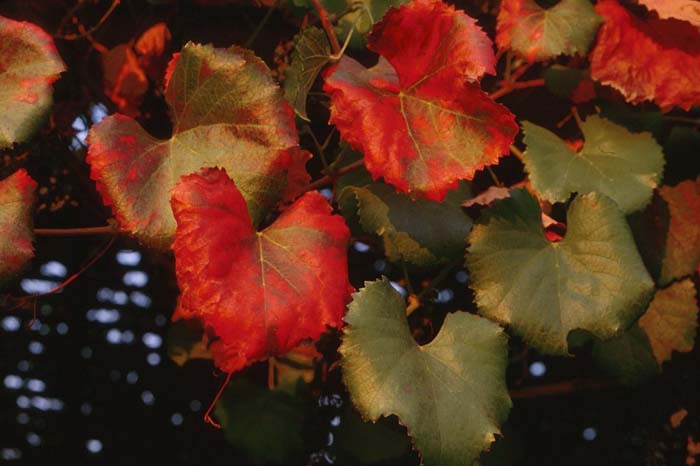 Vitis californica 'Roger's Red'