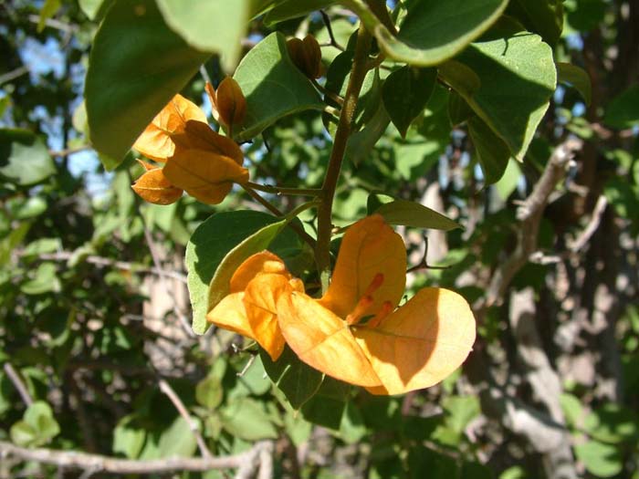 Bougainvillea, California Gold