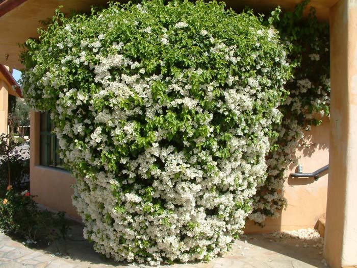 Bougainvillea 'White Madonna'