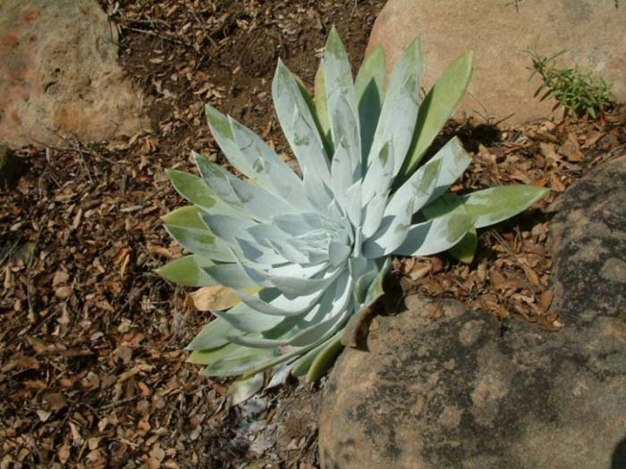 Dudleya pulverulenta