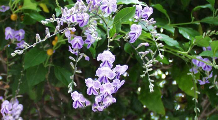 Duranta erecta