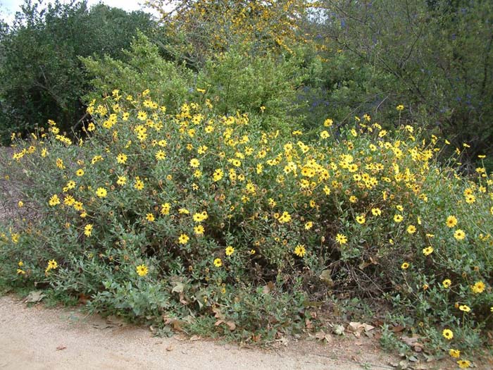 Plant photo of: Encelia californica