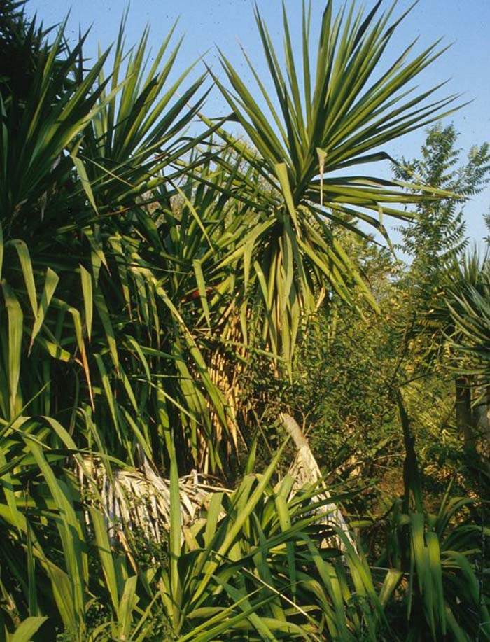 Giant  Yucca, Big Strap Yucca