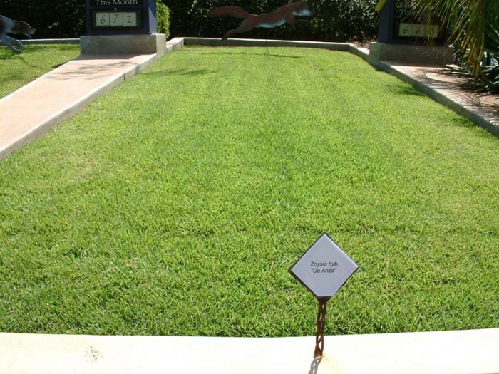 Zoysia 'De Anza'