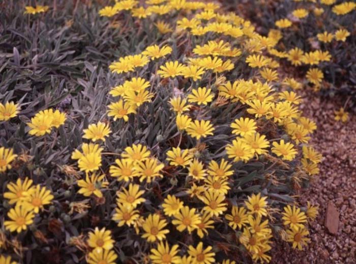 Clumping Gazania, Treasure Flower