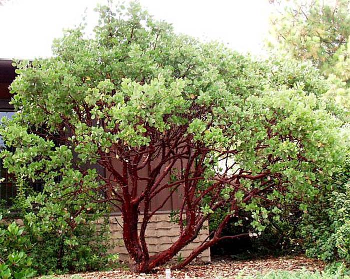 Plant photo of: Arctostaphylos manzanita 'Dr. Hurd'