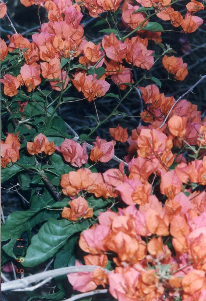 Bougainvillea, Camarillo Fiesta