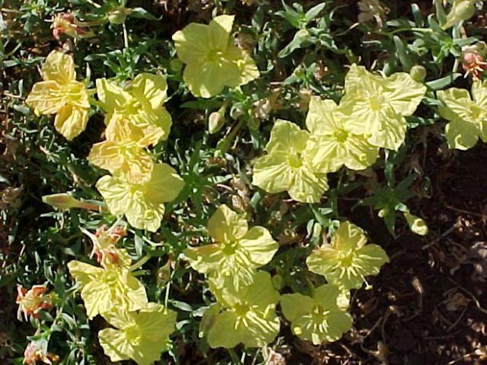 Calylophus hartwegii fendleri