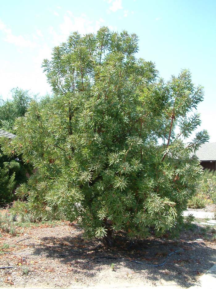 Plant photo of: Lyonothamnus floribundus asplenifolius