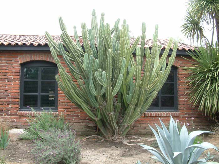 Cereus hildmannianus