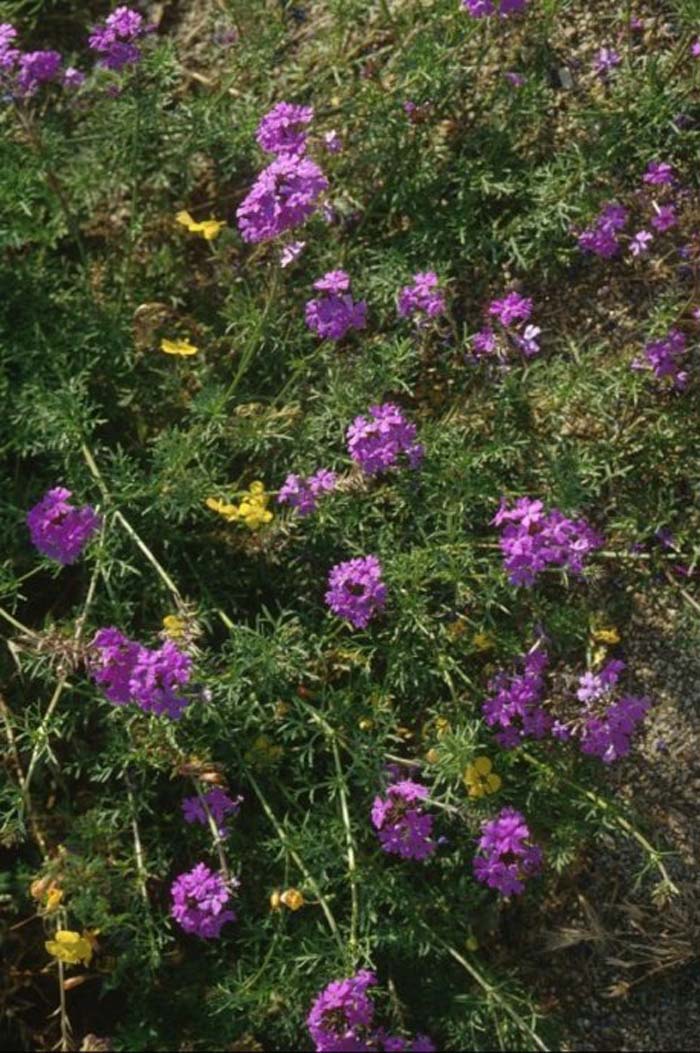 Purple Verbena