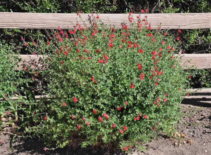 Plant photo of: Salvia greggii