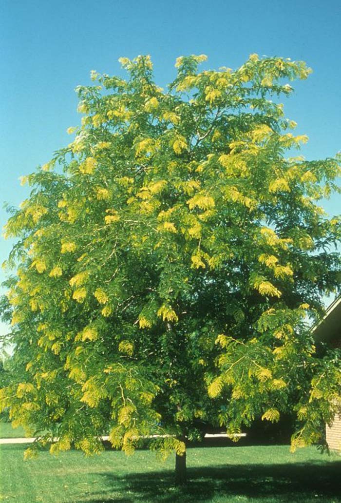 Gleditsia tricanthos 'Sunburst'