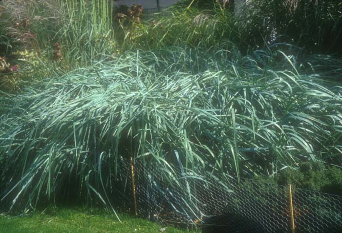 Elymus glaucus