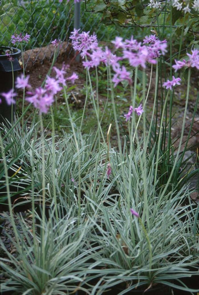 Tulbaghia violacea 'Silver Lace'