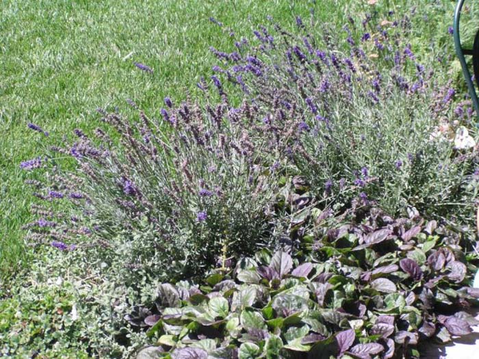 Lavandula angustifolia 'Hidcote'