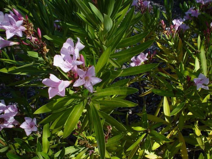 Nerium oleander 'Petite Pink'