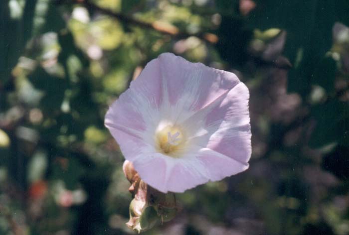 Anacapa Pink Morning Glory