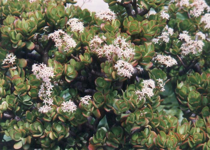 Crassula argentea