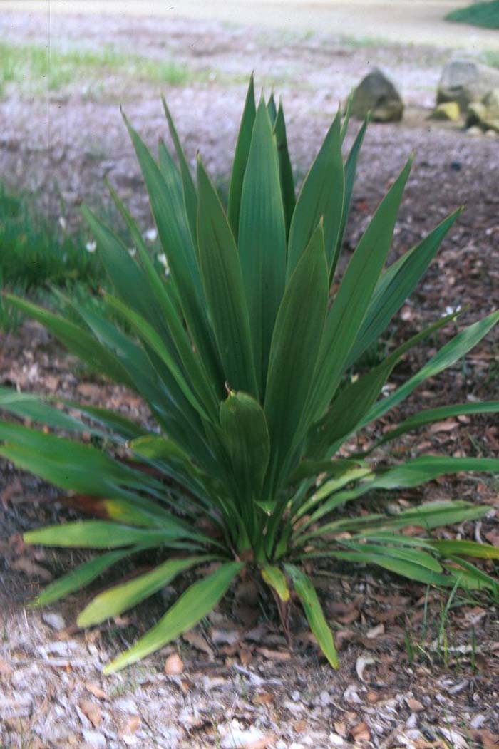 Doryanthes palmeri