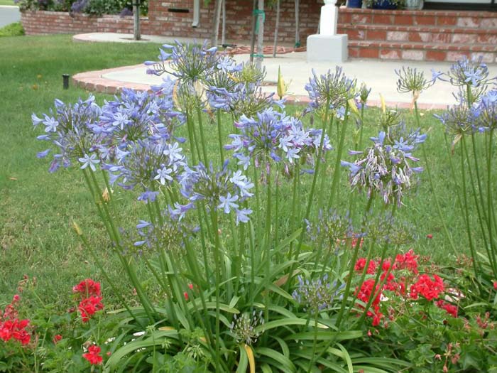 Agapanthus africanus 'Peter Pan'