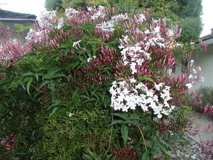 Pink Jasmine