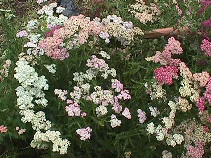 Summer Pastels Yarrow