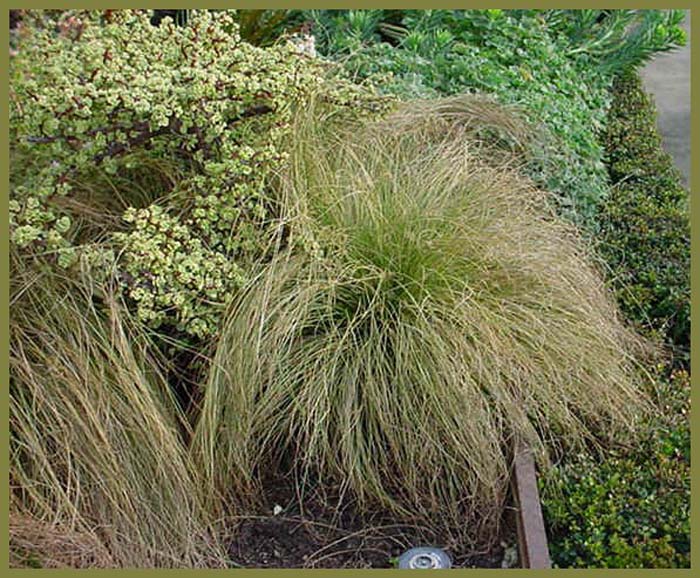 Carex comans 'Frosted Curls'