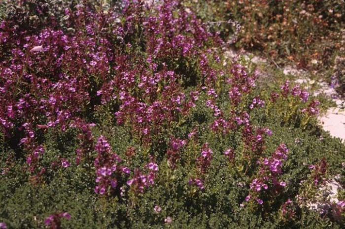 Teucrium chamaedrys