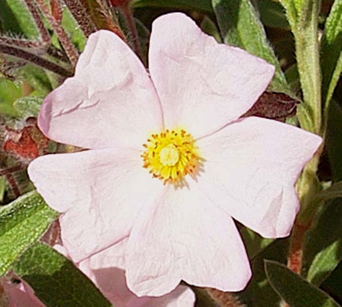 Cistus X skanbergii