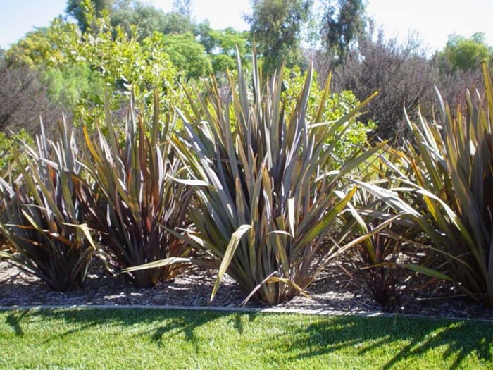 Phormium tenax 'Dusky Chief'