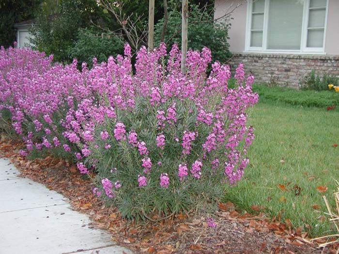 Erysimum 'Bowles Mauve'