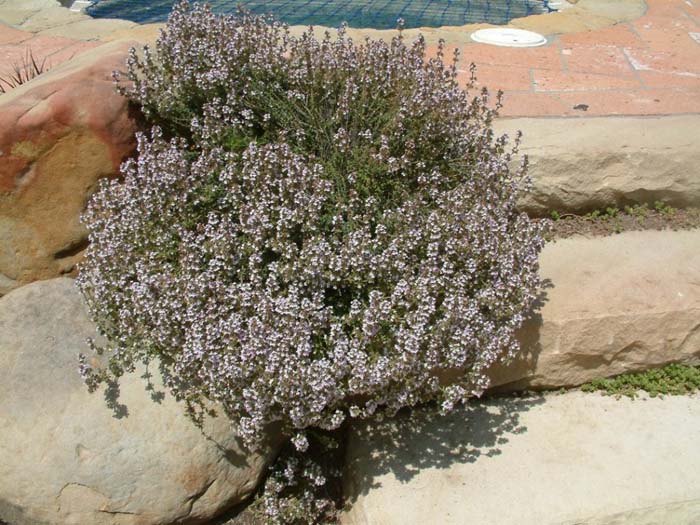 Thymus praecox 'Purple Carpet'