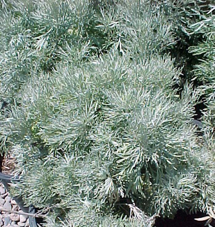 Artemisia arborescens