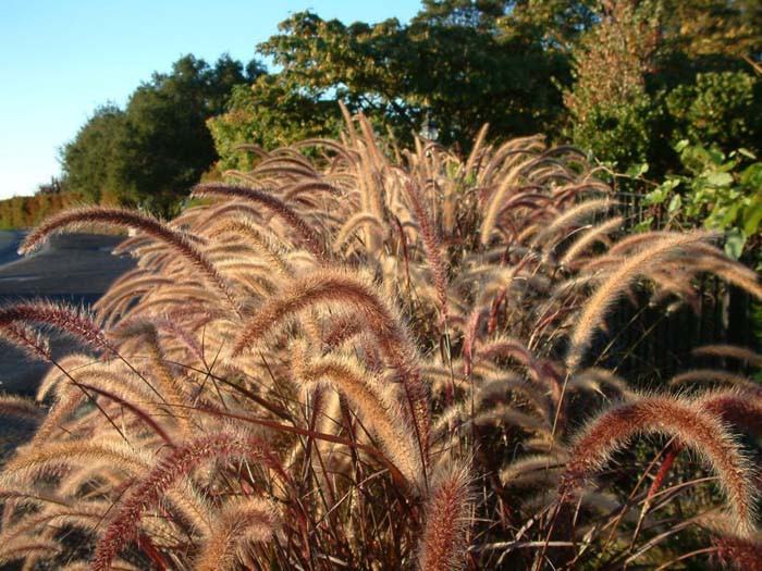 Pennisetum setaceum 'Rubrum'