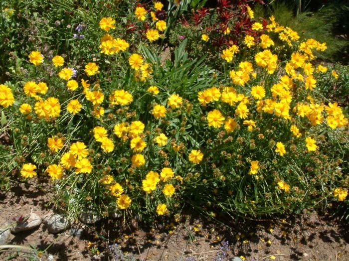 Coreopsis lanceolata