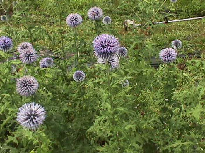 Globe Thistle