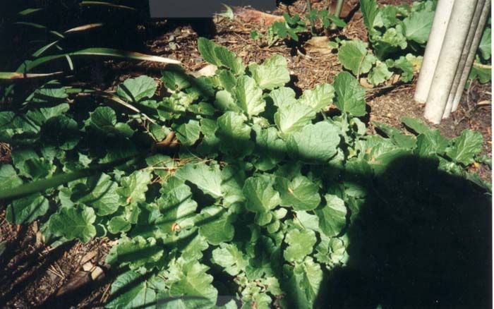 Francoa ramosa