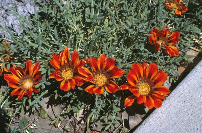 Gazania 'Copper King'