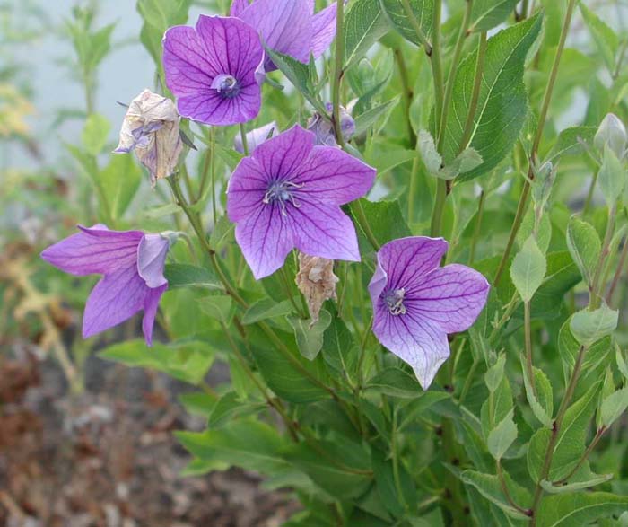 Platycodon grandiflorus