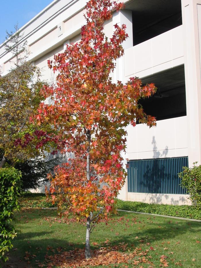 Plant photo of: Liquidambar styraciflua 'Burgundy'