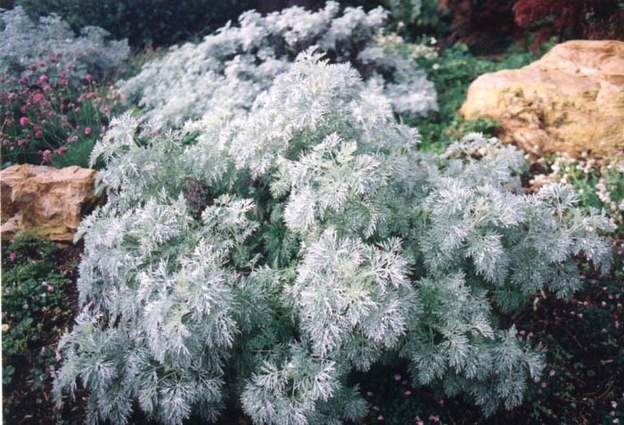 Artemisia schmidtiana 'Silver Mound'