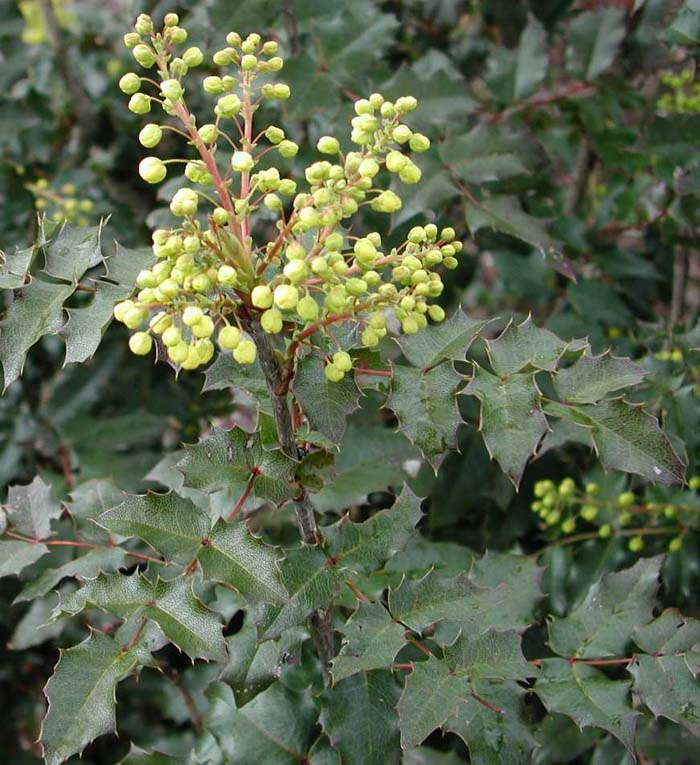 Mahonia aquifolium