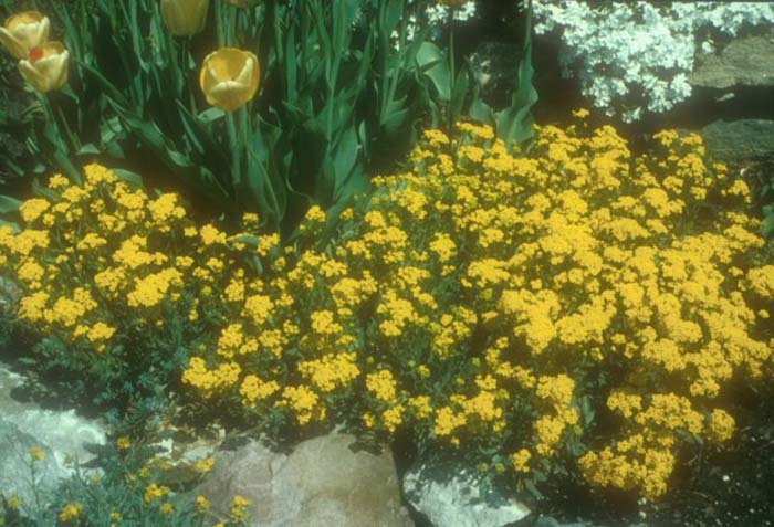 Aurinia saxatilis 'Compactum'