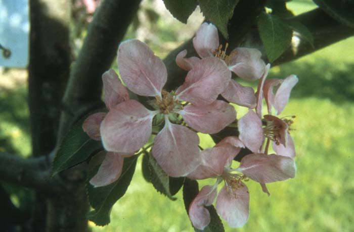 Plant photo of: Malus 'Hopa'