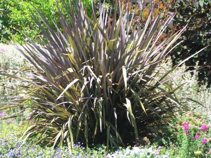 New Zealand Flax, Purple